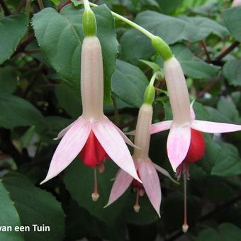 Fuchsia 'Waternymph'