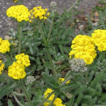 Achillea tomentosa