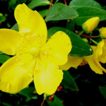 Hypericum forrestii