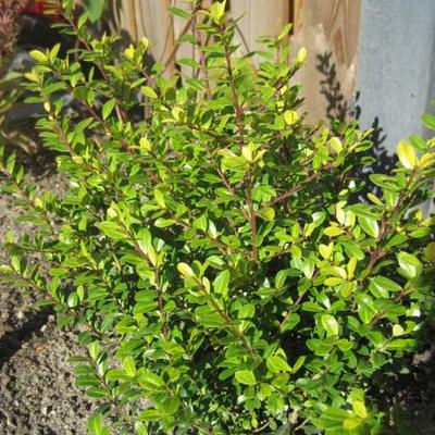 Japanse hulst - Ilex crenata 'Golden Gem'