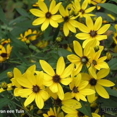 Meisjesogen - Coreopsis tripteris