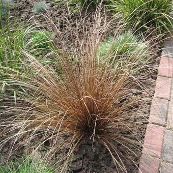 Carex comans 'Bronze Form'