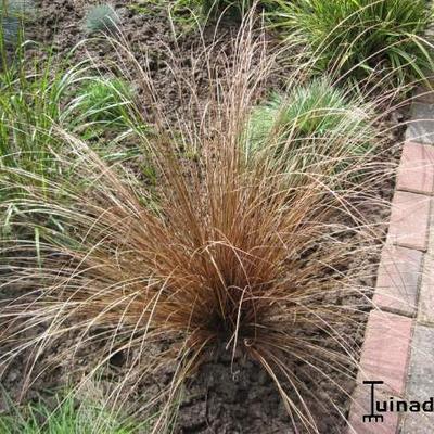 Zegge - Carex comans 'Bronze Form'