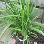 Dianella hybride 'Streetscape' - Australische gras