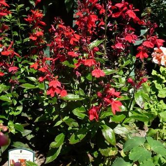 Lobelia x speciosa 'FAN Scharlach'