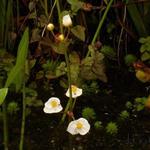 Sagittaria graminea - Pijlkruid, Grasbladig pijlkruid