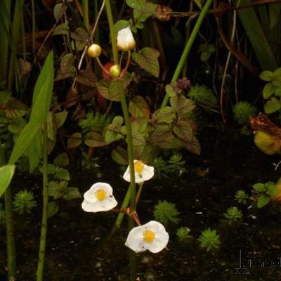 Pijlkruid, Grasbladig pijlkruid - Sagittaria graminea