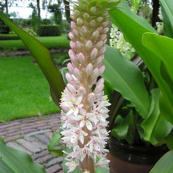 Eucomis comosa