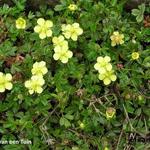 Potentilla tridentata 'Lemon Mac' - Ganzerik/vijfvingerkruid