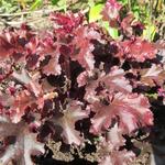 Heuchera 'Melting Fire' - Purperklokje