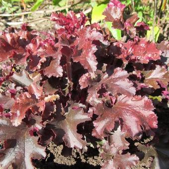 Heuchera 'Melting Fire'