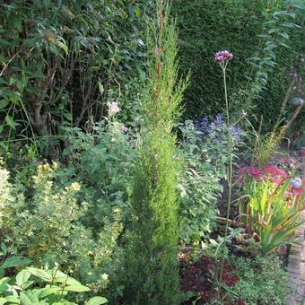 Cupressus sempervirens 'Stricta'