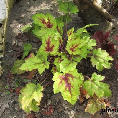 Purperklokje - X Heucherella 'Alabama Sunrise'