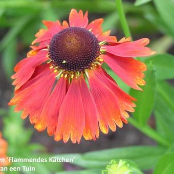 Helenium 'Flammendes kätchen'