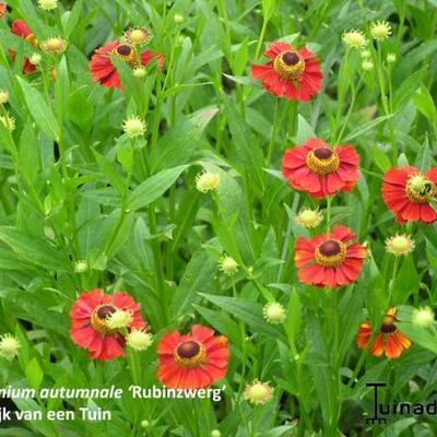 Zonnekruid - Helenium 'Rubinzwerg'