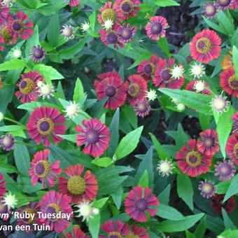 Helenium 'Ruby Tuesday'