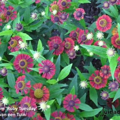 Zonnekruid - Helenium 'Ruby Tuesday'