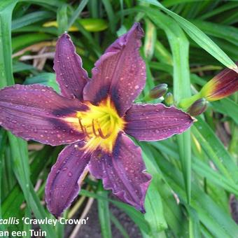 Hemerocallis 'Crawley Crown'