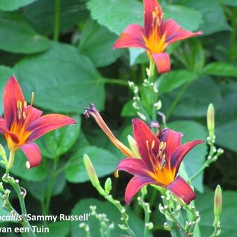 Hemerocallis 'Sammy Russell'