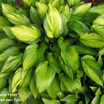 Hosta 'June Fever'