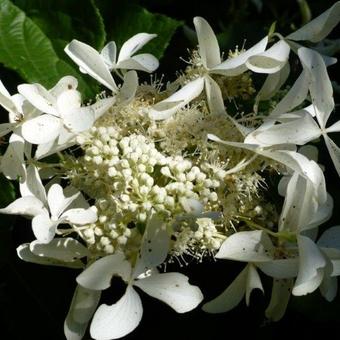 Hydrangea paniculata 'Great Star'