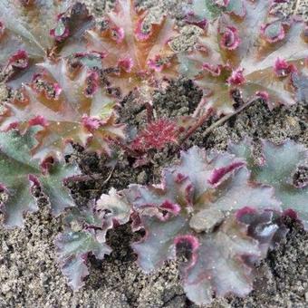 Heuchera 'Crimson Curls'