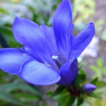 Gentiana scabra 'Encia Princess'