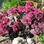 Sedum 'Amber Red'  - Hangend Vetkruid, Hemelsleutel