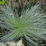 Festuca glauca 'Intense Blue' - Zwenkgras