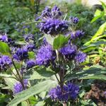 Caryopteris x clandonensis 'Grand Bleu' - Baardbloem, Blauwe spirea - Caryopteris x clandonensis 'Grand Bleu'