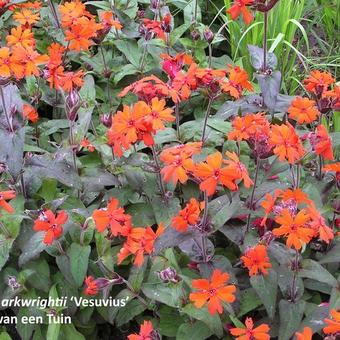 Lychnis x arkwrightii 'Vesuvius'