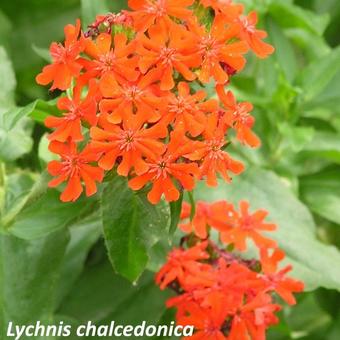 Lychnis chalcedonica