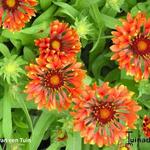 Gaillardia x grandiflora COMMOTION 'Tizzy' - Kokardebloem