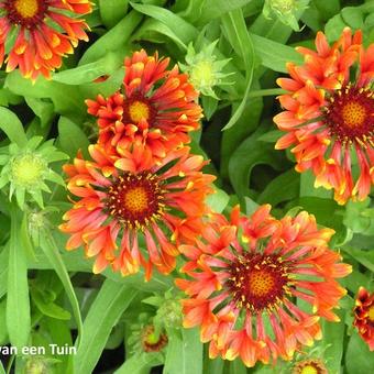 Gaillardia x grandiflora COMMOTION 'Tizzy'