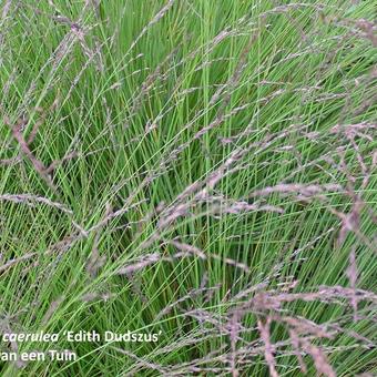 Molinia caerulea subsp. caerulea 'Edith Dudszus'