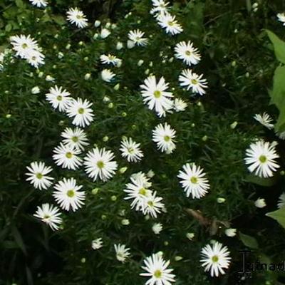 Herfstmargriet - Leucanthemella serotina