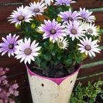 Osteospermum ecklonis 'Flower Power' - Kaapse margriet, Spaanse margriet, satijnbloem