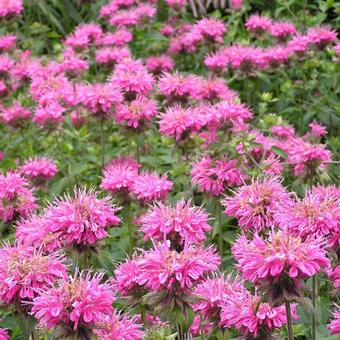 Monarda 'Marshall's Delight'