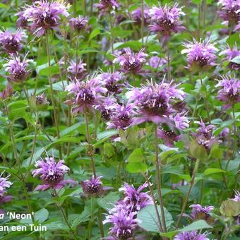 Monarda 'Neon'