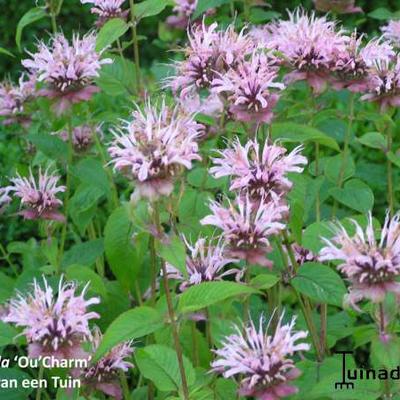 Bergamotplant - Monarda 'Ou' Charm'