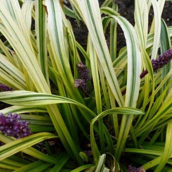 Liriope graminifolia 'Ariaka-janshige'