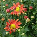 Chrysanthemum 'Cottage Apricot ' - Margriet