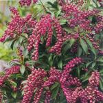 Pieris japonica 'Passion' - Rotsheide