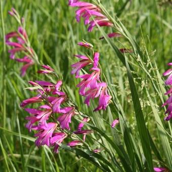 Gladiolus communis subsp. byzantinus