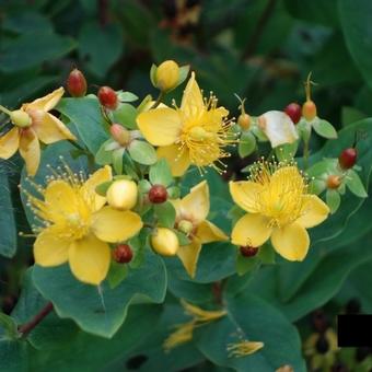 Hypericum x androsaemum