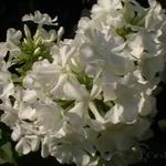 Phlox paniculata 'Daniëlle' - Vlambloem, floks