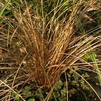 Carex 'Bronze Reflection'