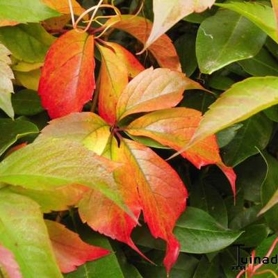 Parthenocissus quinquefolia 'Engelmannii' - wilde wingerd