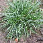 Dianthus gratianopolitanus - Rotsanjer