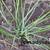 Asphodeline lutea